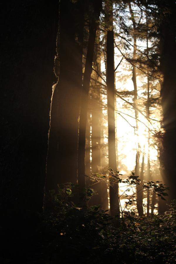 Appartamento Sienna'S Tree House Tofino Esterno foto